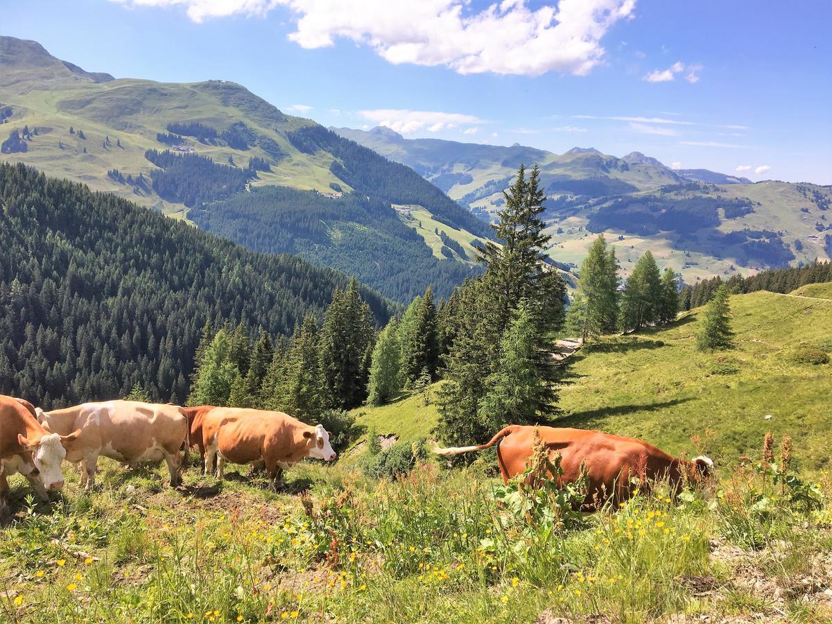 Am Zwölferkogel