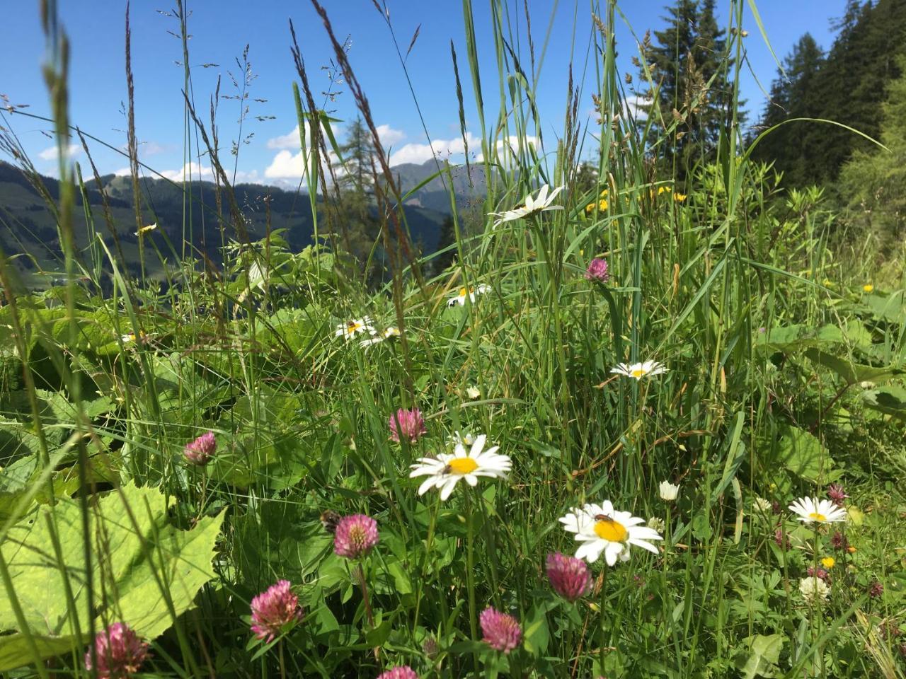 Am Zwoelferkogel Appart hôtel Saalbach-Hinterglemm
